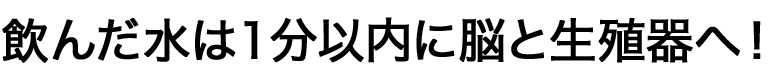 飲んだ水は1分以内に脳と生殖器へ!